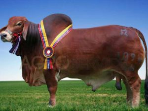 Catalogo Semen Brahman Nacional 2025