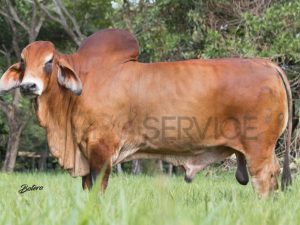 Catalogo Semen Brahman Nacional 2025