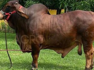 Catalogo Semen Brahman Nacional 2025