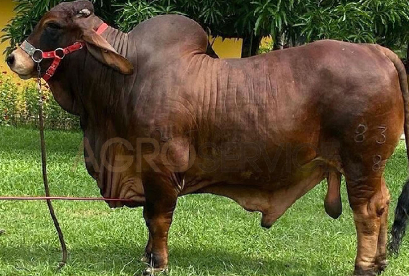 Catalogo Semen Brahman Nacional 2025