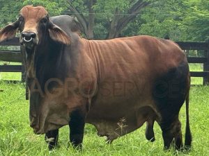 Catalogo Semen Brahman Nacional 2025