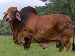 Catalogo Semen Brahman Nacional 2025