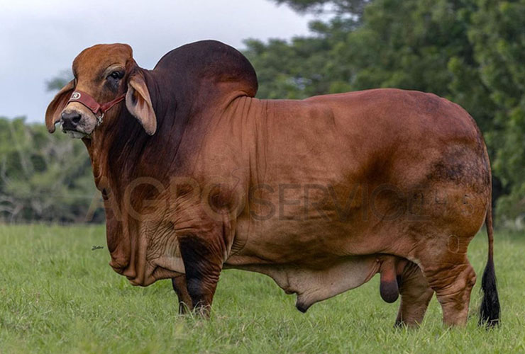 Catalogo Semen Brahman Nacional 2025