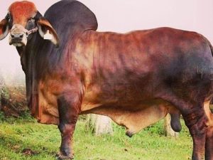 Catalogo Semen Brahman Nacional 2025