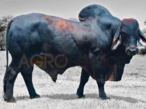 Catalogo Semen Brahman Nacional 2025