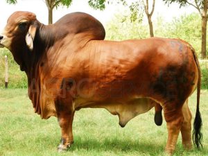 Catalogo Semen Brahman Nacional 2025