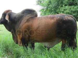 Catalogo Semen Brahman Nacional 2025