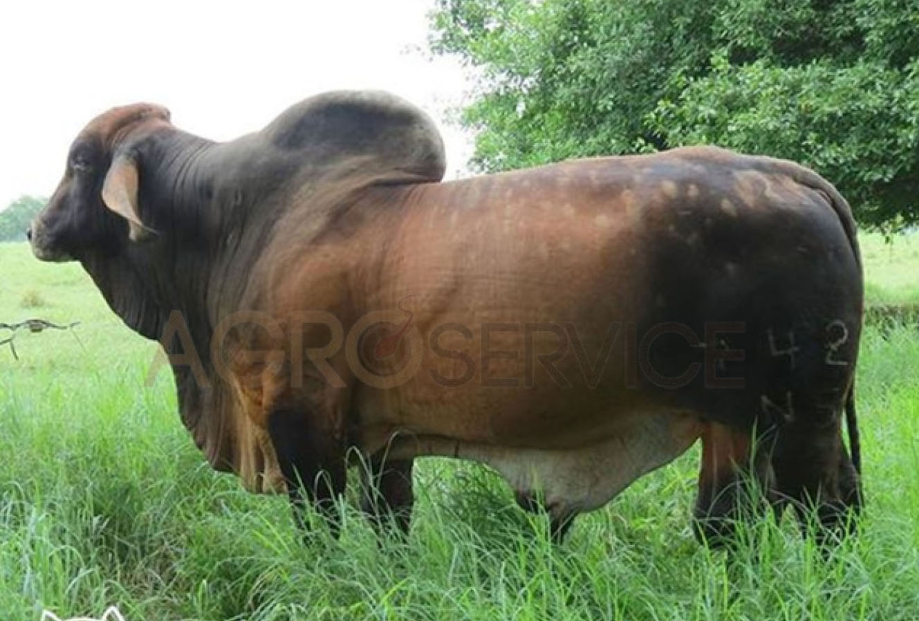 Catalogo Semen Brahman Nacional 2025