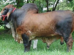 Catalogo Semen Brahman Nacional 2025