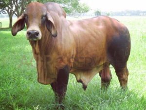 Catalogo Semen Brahman Nacional 2025