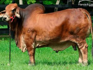 Catalogo Semen Brahman Nacional 2025