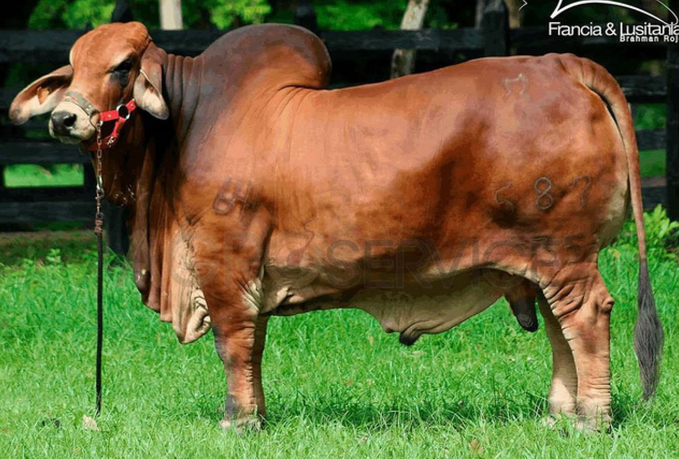 Catalogo Semen Brahman Nacional 2025