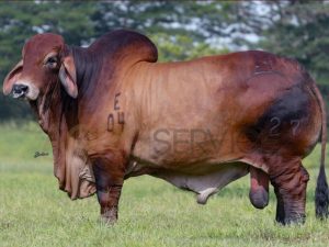 Catalogo Semen Brahman Nacional 2025