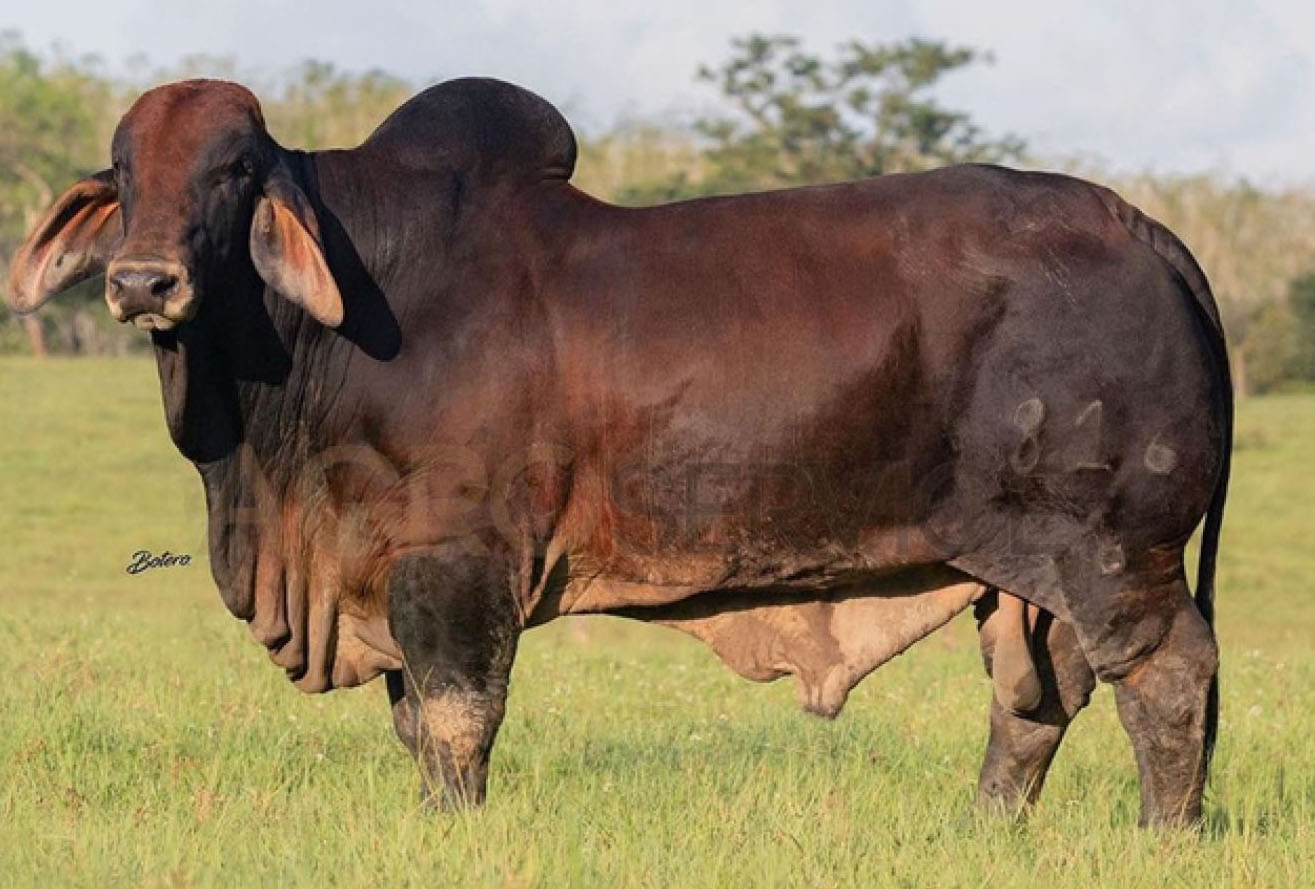 Catalogo Semen Brahman Nacional 2025