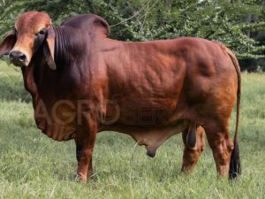 Catalogo Semen Brahman Nacional 2025