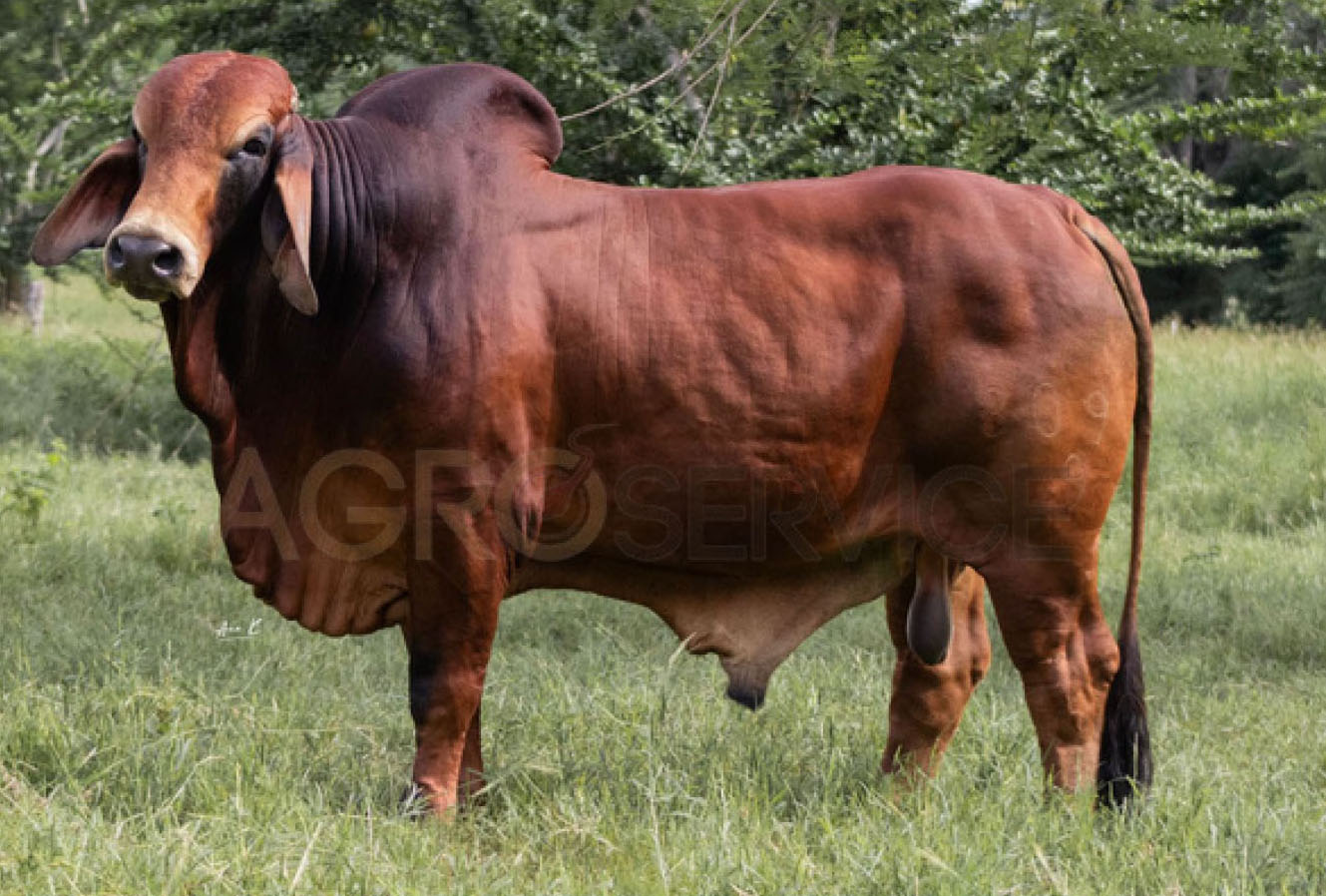 Catalogo Semen Brahman Nacional 2025