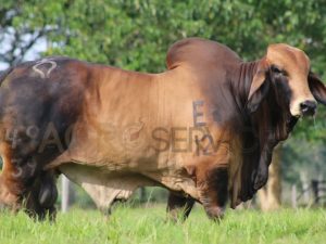 Catalogo Semen Brahman Nacional 2025