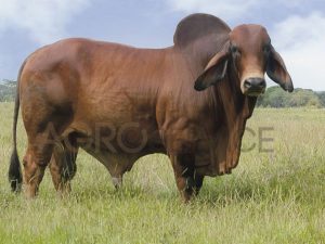 Catalogo Semen Brahman Nacional 2025