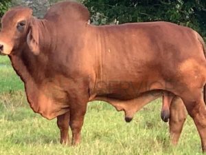 Catalogo Semen Brahman Nacional 2025