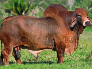 Catalogo Semen Brahman Nacional 2025