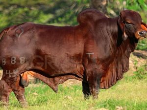 Catalogo Semen Brahman Nacional 2025