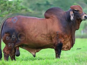 Catalogo Semen Brahman Nacional 2025