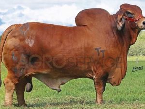 Catalogo Semen Brahman Nacional 2025