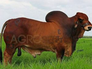 Catalogo Semen Brahman Nacional 2025