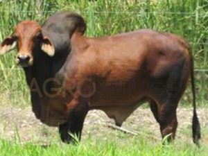 Catalogo Semen Brahman Nacional 2025