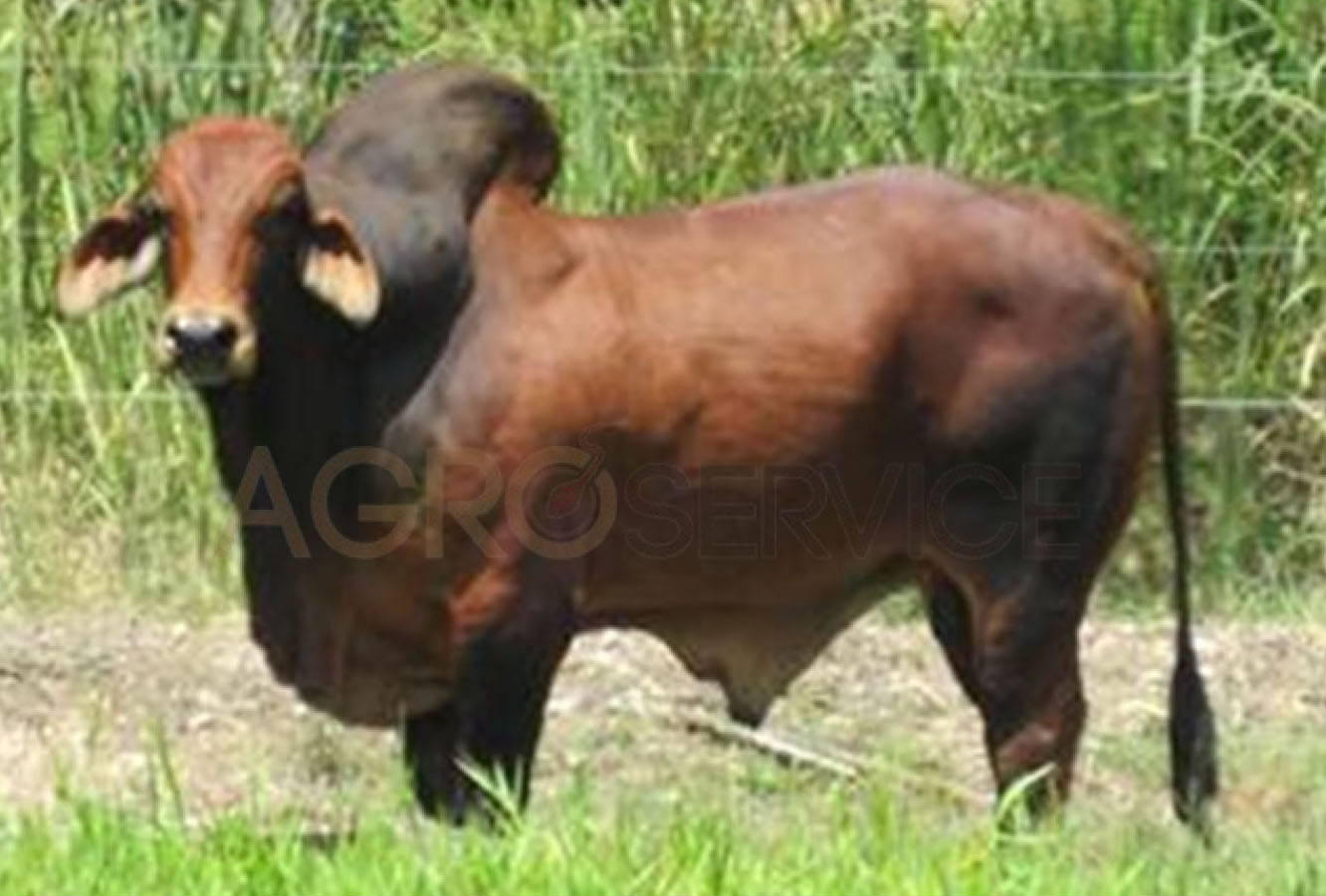 Catalogo Semen Brahman Nacional 2025