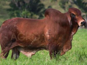 Catalogo Semen Brahman Nacional 2025