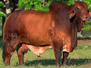 Catalogo Semen Brahman Nacional 2025