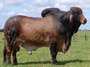 Catalogo Semen Brahman Nacional 2025