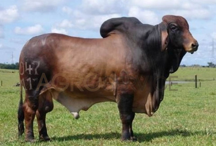 Catalogo Semen Brahman Nacional 2025