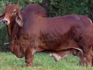 Catalogo Semen Brahman Nacional 2025
