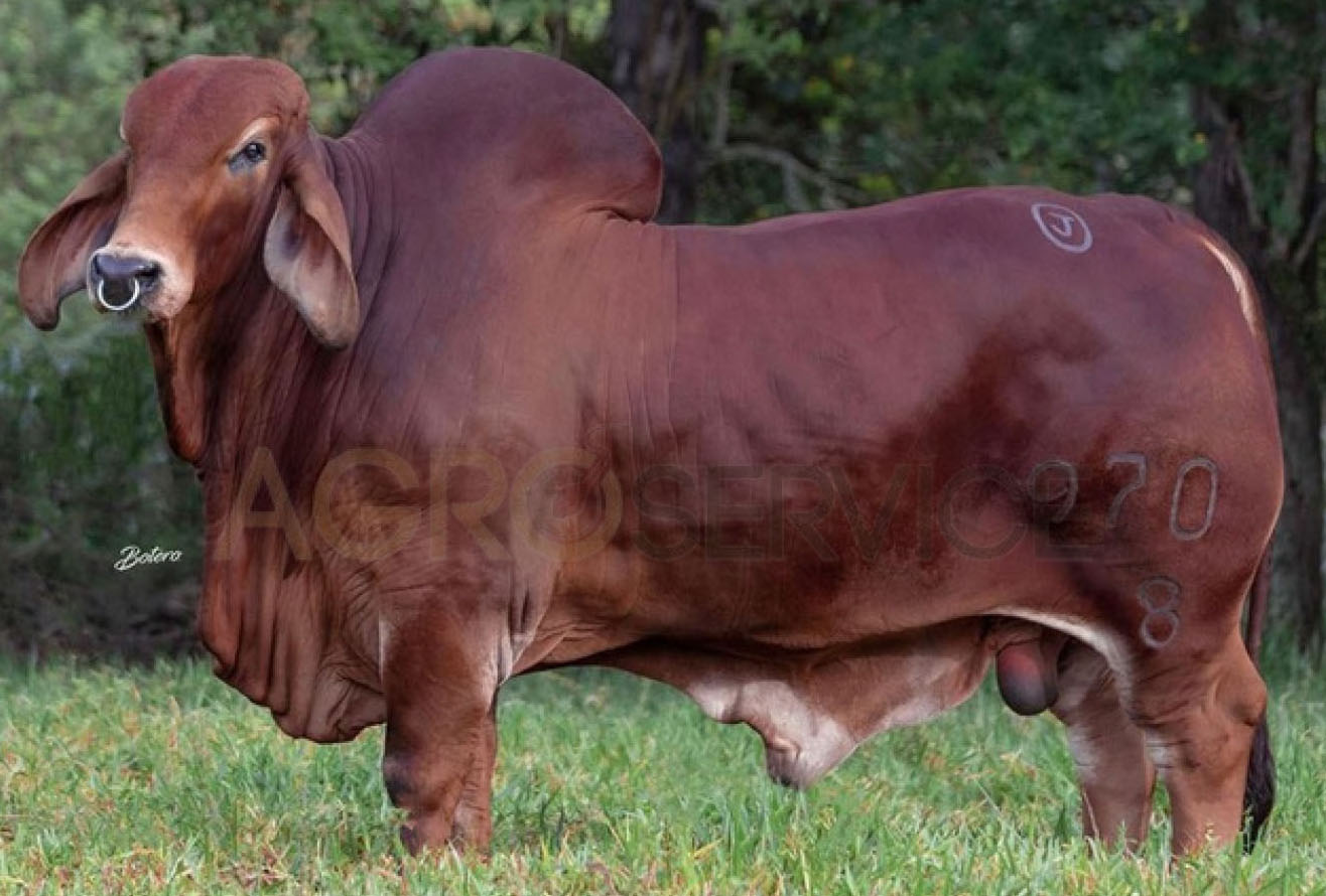 Catalogo Semen Brahman Nacional 2025