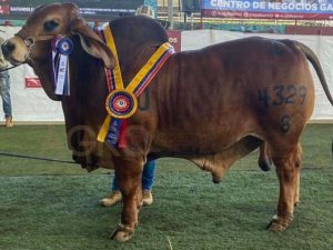 Catalogo Semen Brahman Nacional 2025