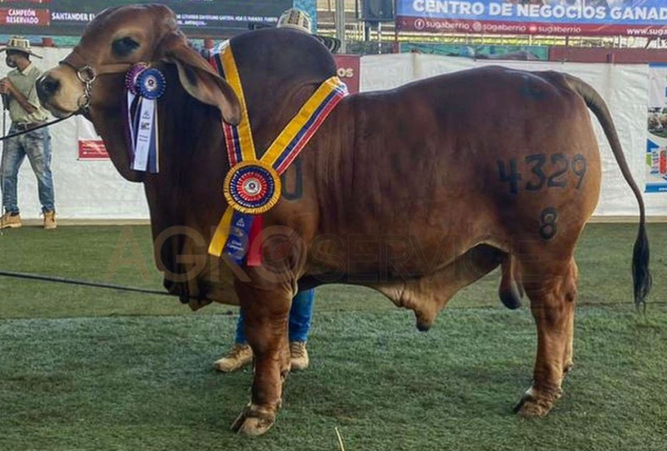 Catalogo Semen Brahman Nacional 2025