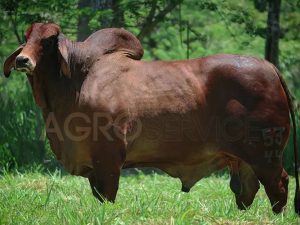 Catalogo Semen Brahman Nacional 2025