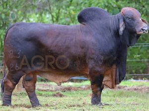 Catalogo Semen Brahman Nacional 2025