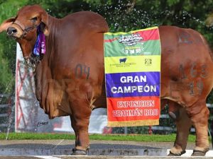 Catalogo Semen Brahman Nacional 2025
