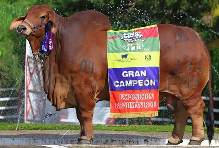 Catalogo Semen Brahman Nacional 2025