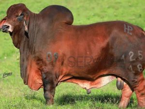 Catalogo Semen Brahman Nacional 2025