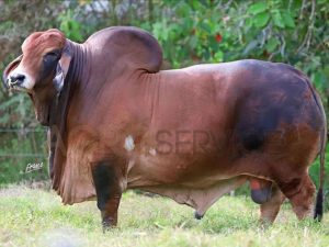 Catalogo Semen Brahman Nacional 2025