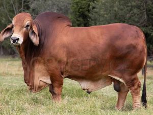 Catalogo Semen Brahman Nacional 2025
