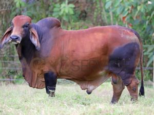 Catalogo Semen Brahman Nacional 2025