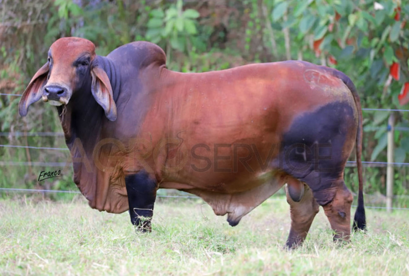 Catalogo Semen Brahman Nacional 2025
