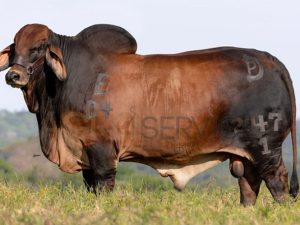 Catalogo Semen Brahman Nacional 2025