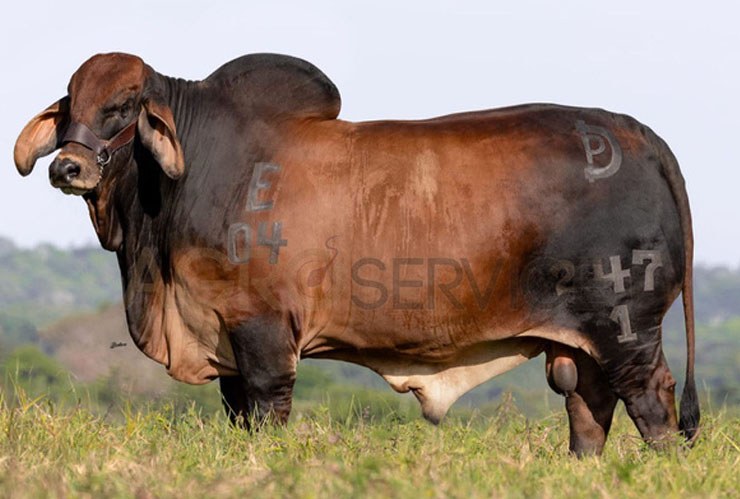 Catalogo Semen Brahman Nacional 2025