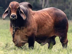RD PUMBA 123/12